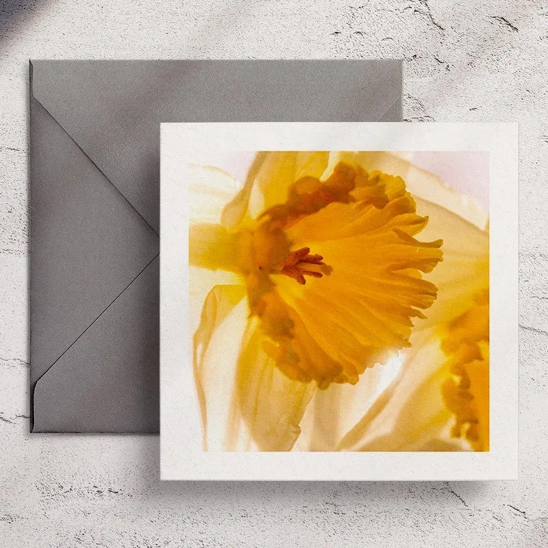 Daffodil - Greeting Card