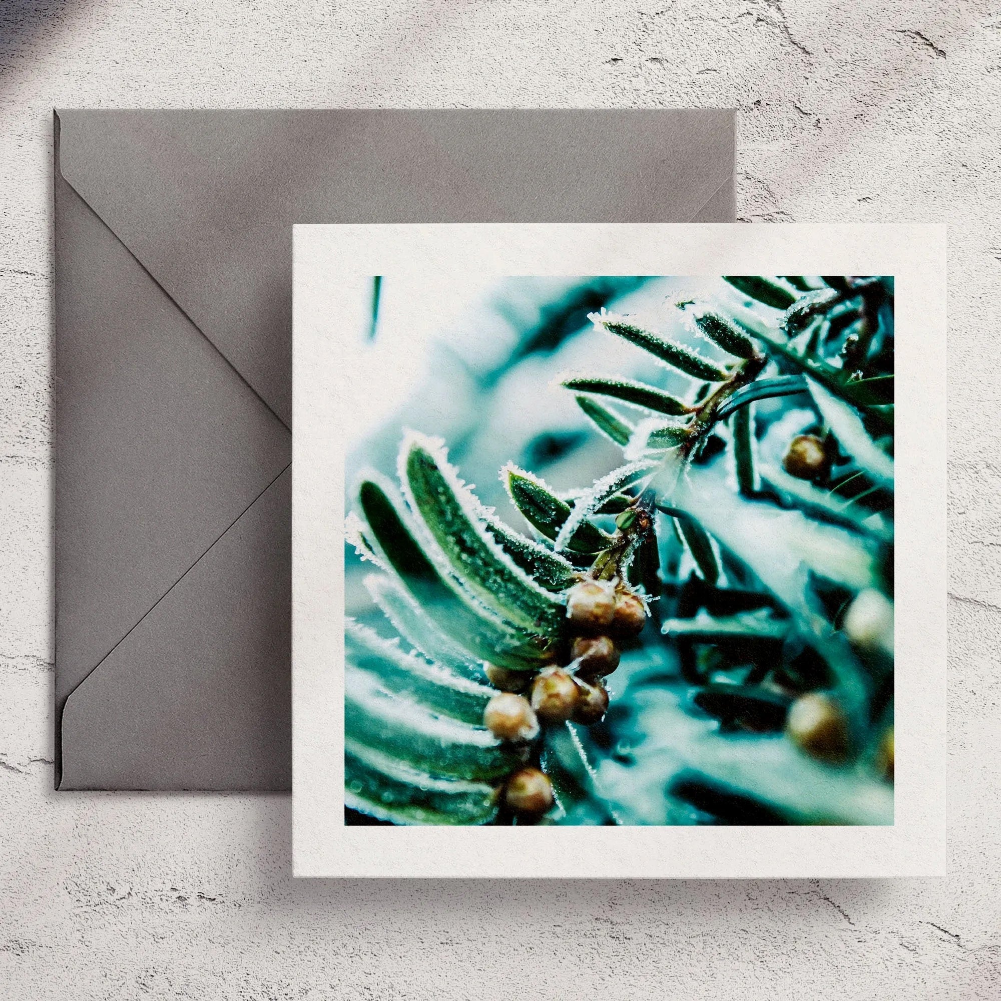 Frosty Pine - Greeting Card