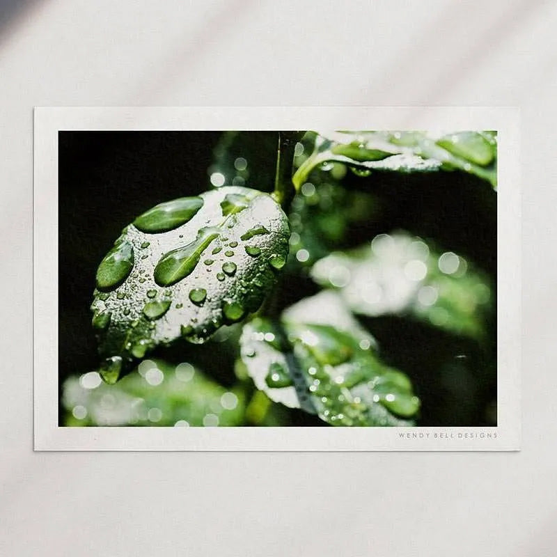 Dew Drop Leaves [PC04]- A4 Print