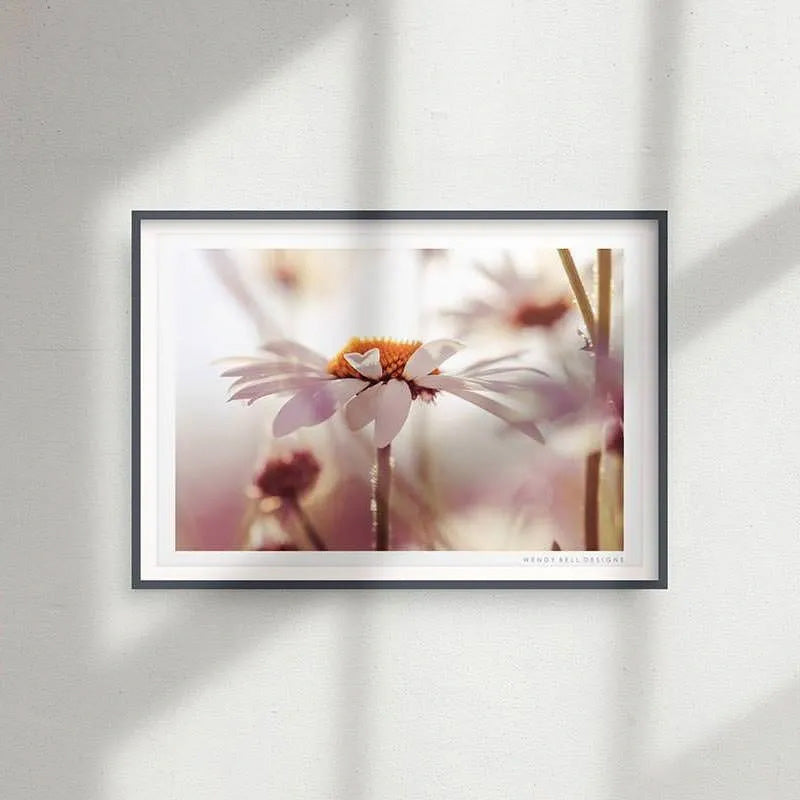 Hazy Summer Daisy [PC05]- A4 Print