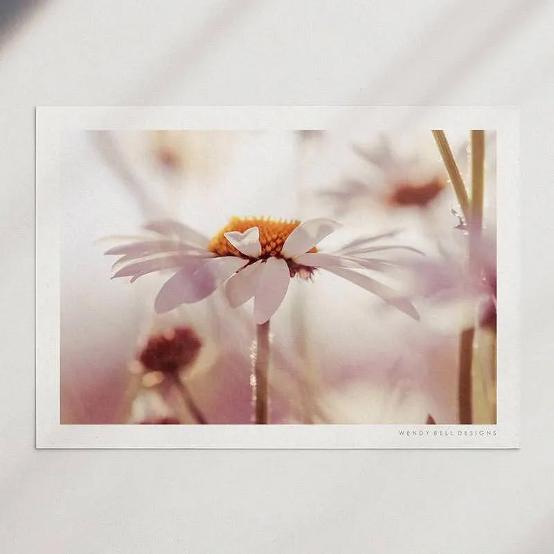Hazy Summer Daisy [PC05]- A4 Print
