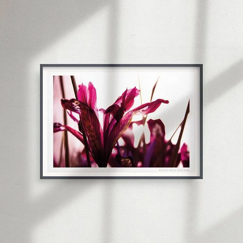 Winter Iris [PC08]- A4 Print