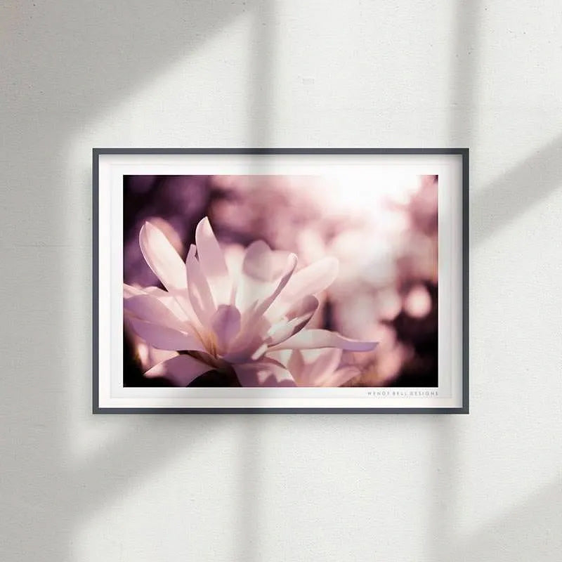 Magnolia Blossom [PC09]- A4 Print