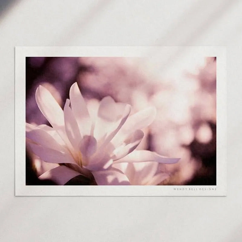 Magnolia Blossom [PC09]- A4 Print