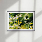 Cow Parsley & Buttercups [PC11]- A4 Print