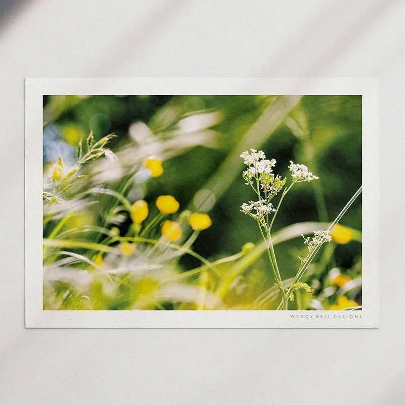 Cow Parsley & Buttercups [PC11]- A4 Print