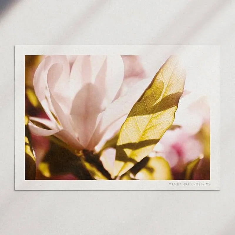 Sunkissed Magnolia [PC15]- A4 Print